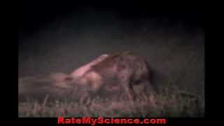 Lion cripples hyena to death out of hate Rate My Science [upl. by Ythomit]