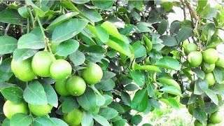 পাতিলেবু গাছের পরিচর্যা এবং টিপসLemon Plant Care and Tips [upl. by Murdocca756]