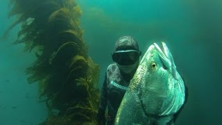 WSB  Spearfishing White Sea Bass [upl. by Nivanod233]