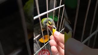 feeding our rescued coppersmith barbet bird [upl. by Paloma]