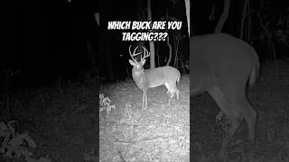 Which buck are you tagging deer deerhunting whitetailbucks bucks music shorts bowhunting [upl. by Durtschi]