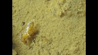 Biting Sandflies emerging from Sand in a Tropical Estuary [upl. by Barton]