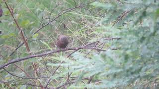 MVI 0110 Streaked Laughingthrush Dharkot Uttarakhand 061024 [upl. by Annaeel]