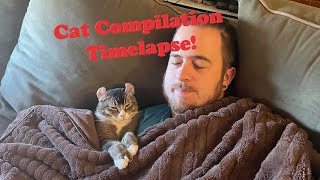 Commissioned Cat Compilation Dermestid Beetle Timelapse [upl. by Aonehc]