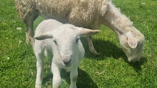 New Self Shedding Sheep Mum doesnt want her Baby Lamb We change her mind [upl. by Akehsay]