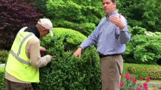 American Boxwood Pruning Tips [upl. by Thisbe966]