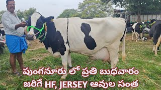 Best Hf Jersey Cow Market in Punganur Chittoor District Andhrapradesh [upl. by Barri]