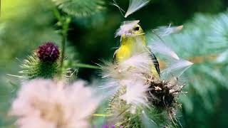 BIRD PHOTOGRAPHY  BEST IMAGES  DAVID BRADLEY PHOTOS THISTLE GOLD FINCH SEEDS BLUR  EPISODE 2530 [upl. by Chace]