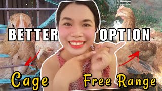 CAGE or FREE RANGE CHICKEN in the Philippines Which is BETTER [upl. by Mihalco]