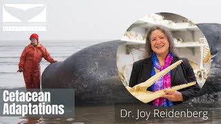 Cetacean Adaptations with Dr Joy Reidenberg [upl. by Cynar363]