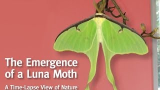 A Luna Moth Emerges From Her Cocoon [upl. by Hastie]