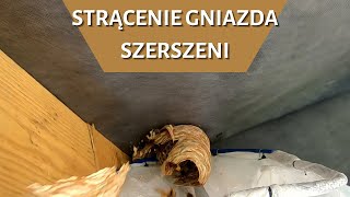 Małe gniazdo szerszeni  USUWANIE GNIAZDA [upl. by Carce]