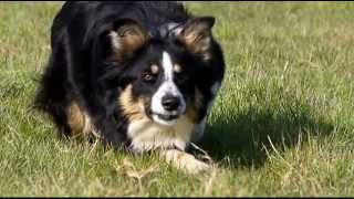 Border Collie en apprentissage au troupeau [upl. by Levina342]