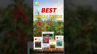 Best Chilli Seeds Varieties For Andhra Pradesh  Find the Right One for You nunhems syngenta [upl. by Enelak]