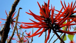 An exotic tree Erythrina Speciosa [upl. by Matthiew]