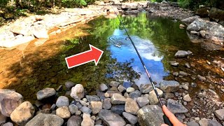 This Dry RIVER Had Gorgeous Fish Living in it [upl. by Elyc]