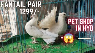 Fantail breeder pair only 1300 Saste Girebaaz ke jode 📲6301027734 pet shop in Hyderabad old city [upl. by Rochell]