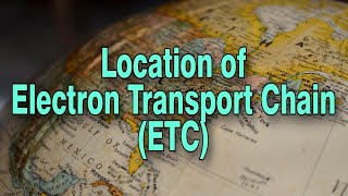 Location of Electron Transport Chain ETC ll Structure of Mitochondria ll How Cristae are formed [upl. by Ecilegna]