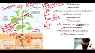 Mineral nutrients Transport in Plants Long Distance Pathway [upl. by Slade101]