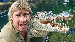 The Real Reason Behind The Crocodile Hunters Death [upl. by Dora]