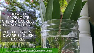 How to Propagate Otto Luyken CherryEnglish Laurel from Cuttings [upl. by Tizes]