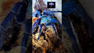 🕸☔️💯☔️🕸WATERING MY GREEN BOTTLE BLUE TARANTULA🕸☔️💯☔️🕸tarantula nature wildlife [upl. by Lucier]