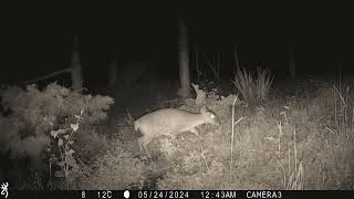 Weekly Deer Footage  25052024  Trail Camera Wildlife  Garden Watch Burton Joyce  deer [upl. by Uhsoj782]