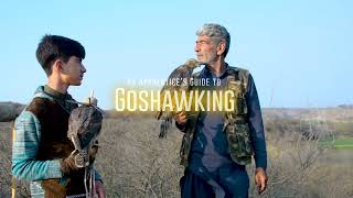 Trailer  Goshawking  Khushal 1674 [upl. by Lena755]