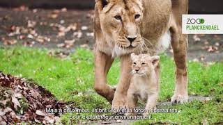 Premières apparitions de deux nouveaux lionceaux au ZOO Planckendael [upl. by Halsey447]