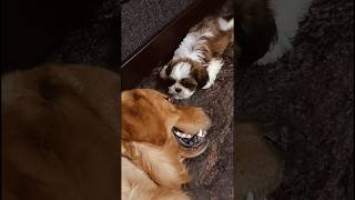 Shih Tzu puppy barking and fighting 🤣😂goldenretriever shorts youtubeshorts [upl. by Erdne]