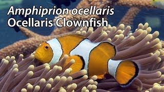 Ocellaris Clownfish Amphiprion ocellaris Stock Footage  HDV 108050i [upl. by Lilah]