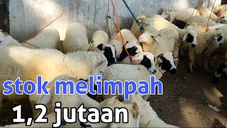 12JUTAAN Harga domba gibas calon jantan di pasar kragan rembang Jawa Tengah [upl. by Randell647]