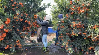 INCREÍBLE COSECHA DE MANDARINA POR CONTRATOESTE AÑO SE DIO MUCHÍSIMA FRUTA AMAZING TANGERINE [upl. by Beulah]