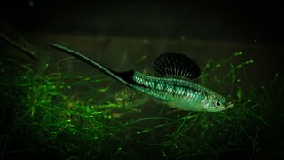 Xiphophorus montezumae quotRío Tamasopoquot  King of Swordtails ᴴᴰ [upl. by Asiret59]