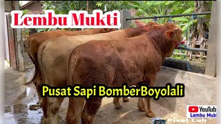 Full Stok Sapi Super Dan Istimewalembumukti5195 wa 082220886040 [upl. by Seaden]