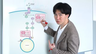 How to draw Gprotein coupled receptor pathway part 2 [upl. by Brandie]