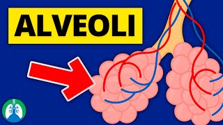 Alveoli Medical Definition  Quick Explainer Video [upl. by O'Malley]