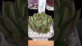 agavoides agaveplant shortvideo shotrs succulents cactus suculents plantas cactusjardin [upl. by Ijan]