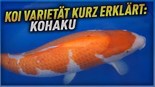 Koi Varietät kurz erklärt KOHAKU [upl. by Nrek]