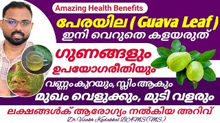 പേരയില  Guava Leaf  ഗുണങ്ങളും ഉപയോഗരീതിയും  മുഖം വെളുക്കും മുടിവളരും വണ്ണം കുറയും  Dr Visakh [upl. by Wiltsey]