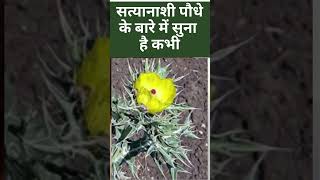 Satyanashi Plant सत्यानाशी के पौधे में है सौ बीमारियों का इलाज जानें क्या कहती है रिसर्च [upl. by Kayle]