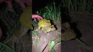 frogling animals frogging nature jumpingfrog funny amazingfrog frog cute frogfails [upl. by Cirone]