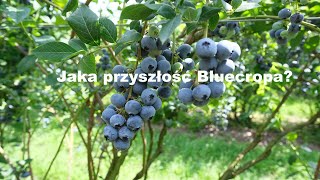 Borówka  jaka przyszłość Bluecropa Podymniak amp Garliński [upl. by Anner352]