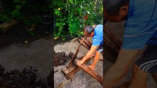 Cutting Dried Tobacco Leaves plants interesting [upl. by Enimzzaj]