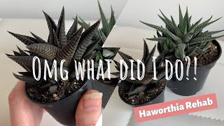 What did I do to my Haworthia Explanation and revival plant care video [upl. by Nolana458]