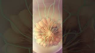 Breast cancer metastasis animation  medicalanimation breastcancer cancer oncology [upl. by Clem]