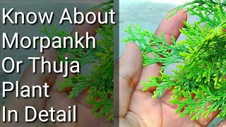 Morpankh ki care kesy krain  Thuja plant care tips full description  Morpankhi  Ornamental plant [upl. by Welcome]