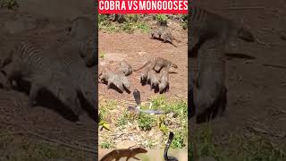 Mongooses VS Cobra [upl. by Ellerrad274]