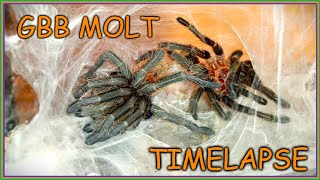 GBB molt timelapse [upl. by Inej]