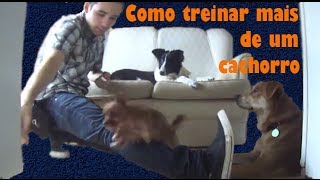 Como treinar mais de um cachorro  Adestramento Positivo [upl. by Hepsibah]